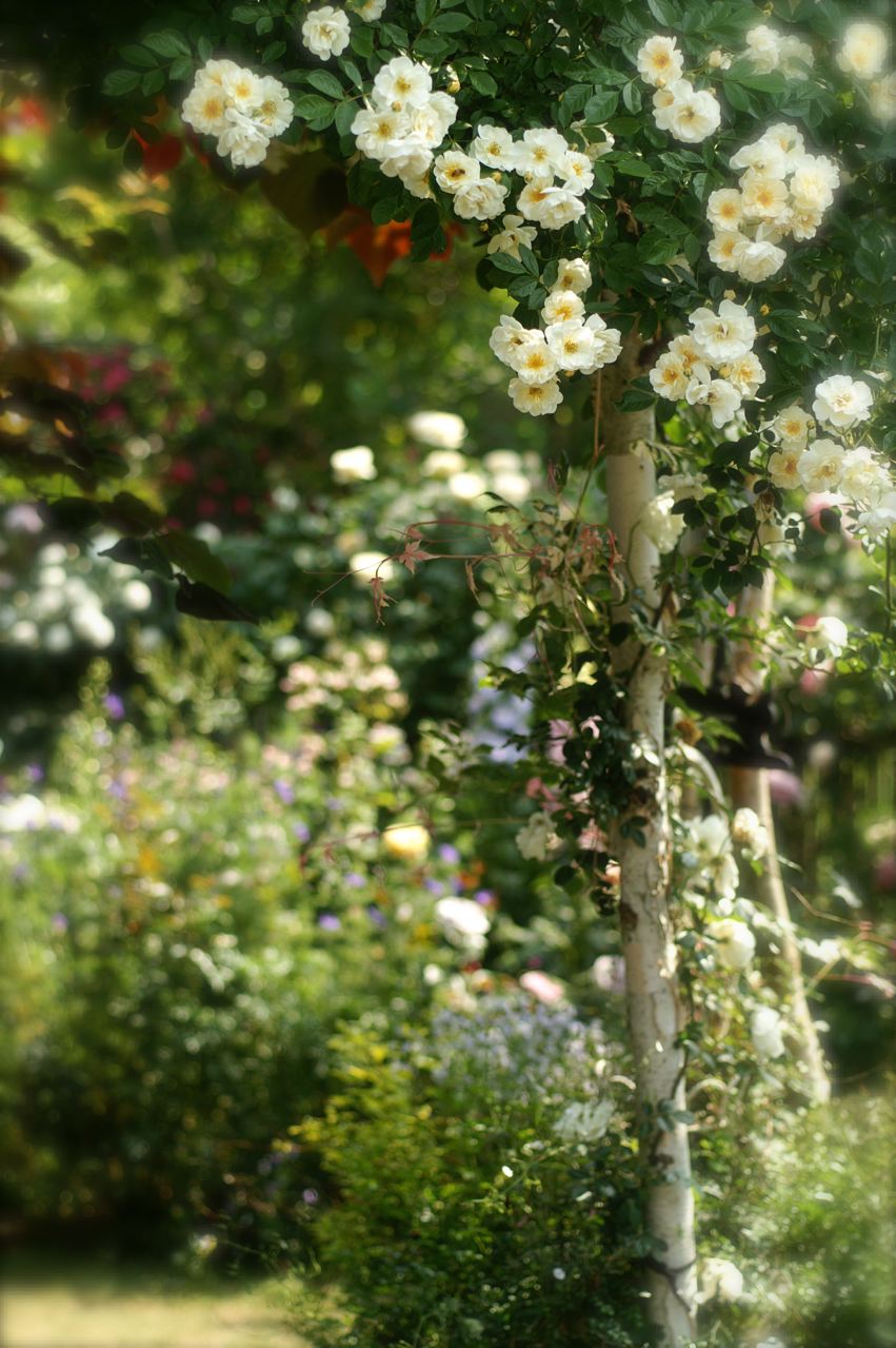 あけ が 秘密の花園 Under The Rose