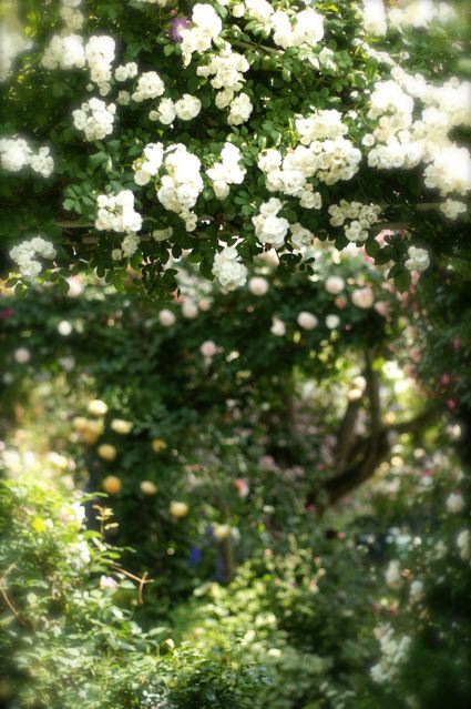 あけ が 秘密の花園 Under The Rose