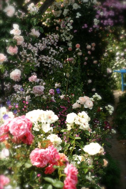 あけ が 秘密の花園 Under The Rose あけ が 秘密の花園 Under The Rose