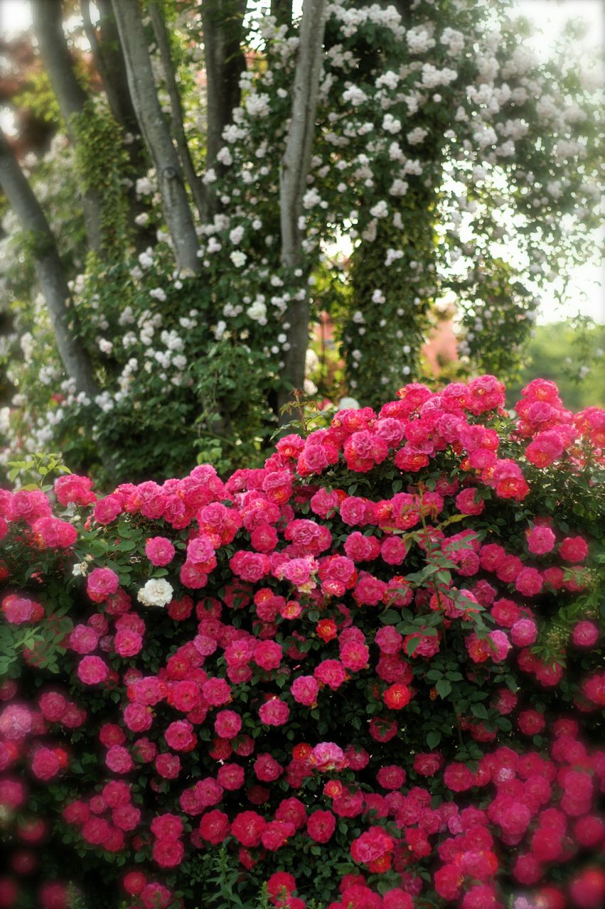 あけ が 秘密の花園 Under The Rose