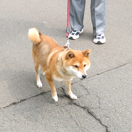 普通の日の朝散歩_c0260460_14572582.jpg