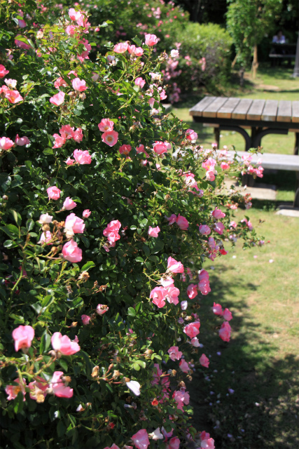 長いですねぇ～梅雨の晴れ間！薔薇をもう少し。。。_d0152261_15532569.jpg