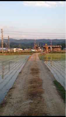ガチャピンに鳥の足跡にカブトエビと田んぼ_e0136066_1858255.jpg
