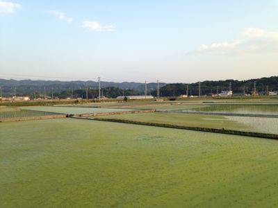 ガチャピンに鳥の足跡にカブトエビと田んぼ_e0136066_1858286.jpg