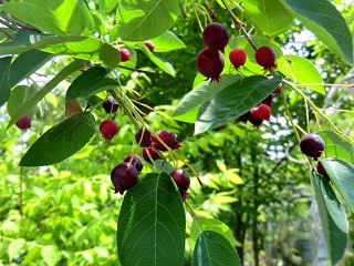 a0134568_2010948.jpg