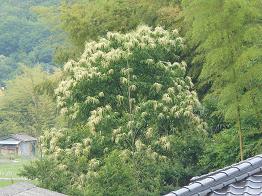 空気ににおいをつける花、咲いた_e0175370_21431362.jpg