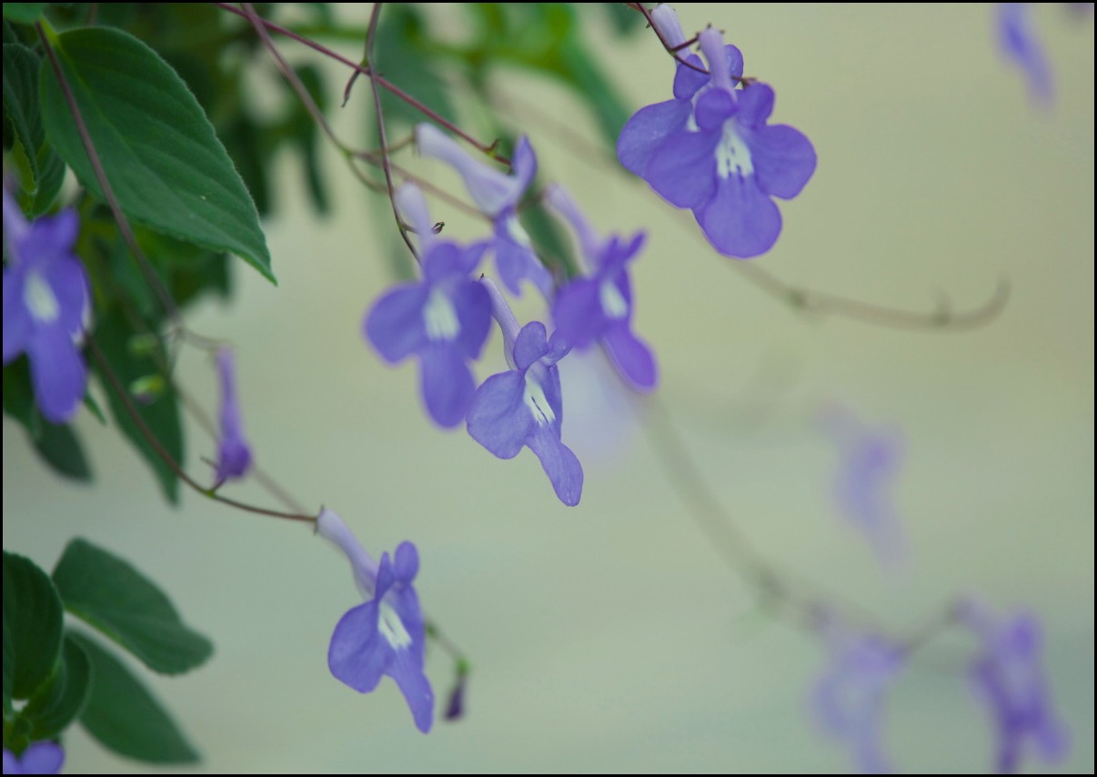 公園の花_b0044477_054622.jpg