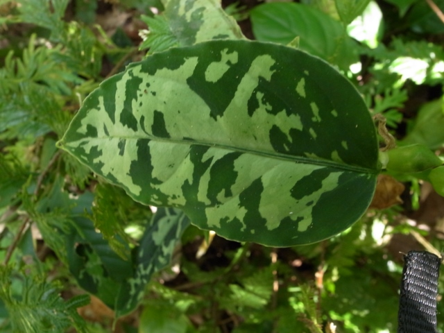 Aglaonema pictum\"KAWAII\"from Sibolga Timur【AZ0613-1a】_a0067578_21314763.jpg