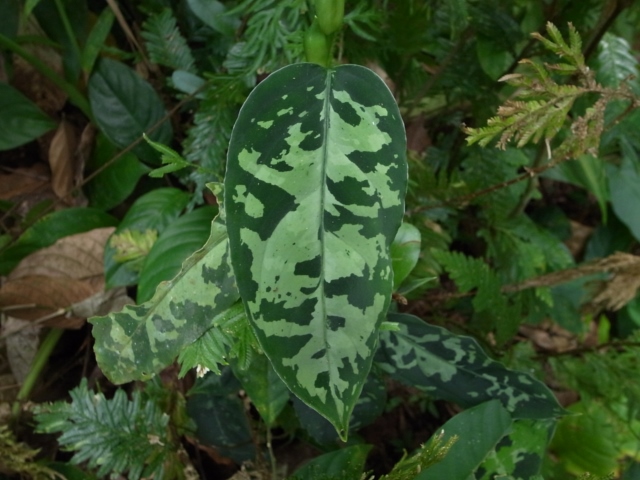 Aglaonema pictum\"KAWAII\"from Sibolga Timur【AZ0613-1a】_a0067578_21341295.jpg