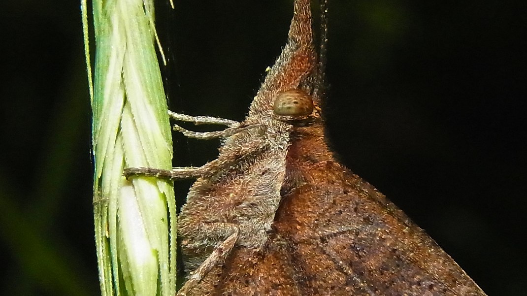 a0152692_17462146.jpg