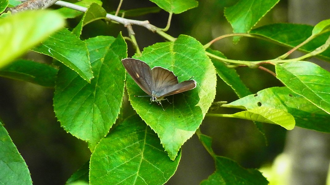 a0152692_17574498.jpg