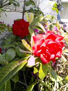 c0201895_16232542.jpg