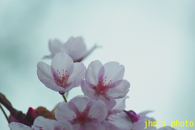 花は華_a0158797_1796.jpg