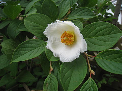 d0046702_9292243.jpg