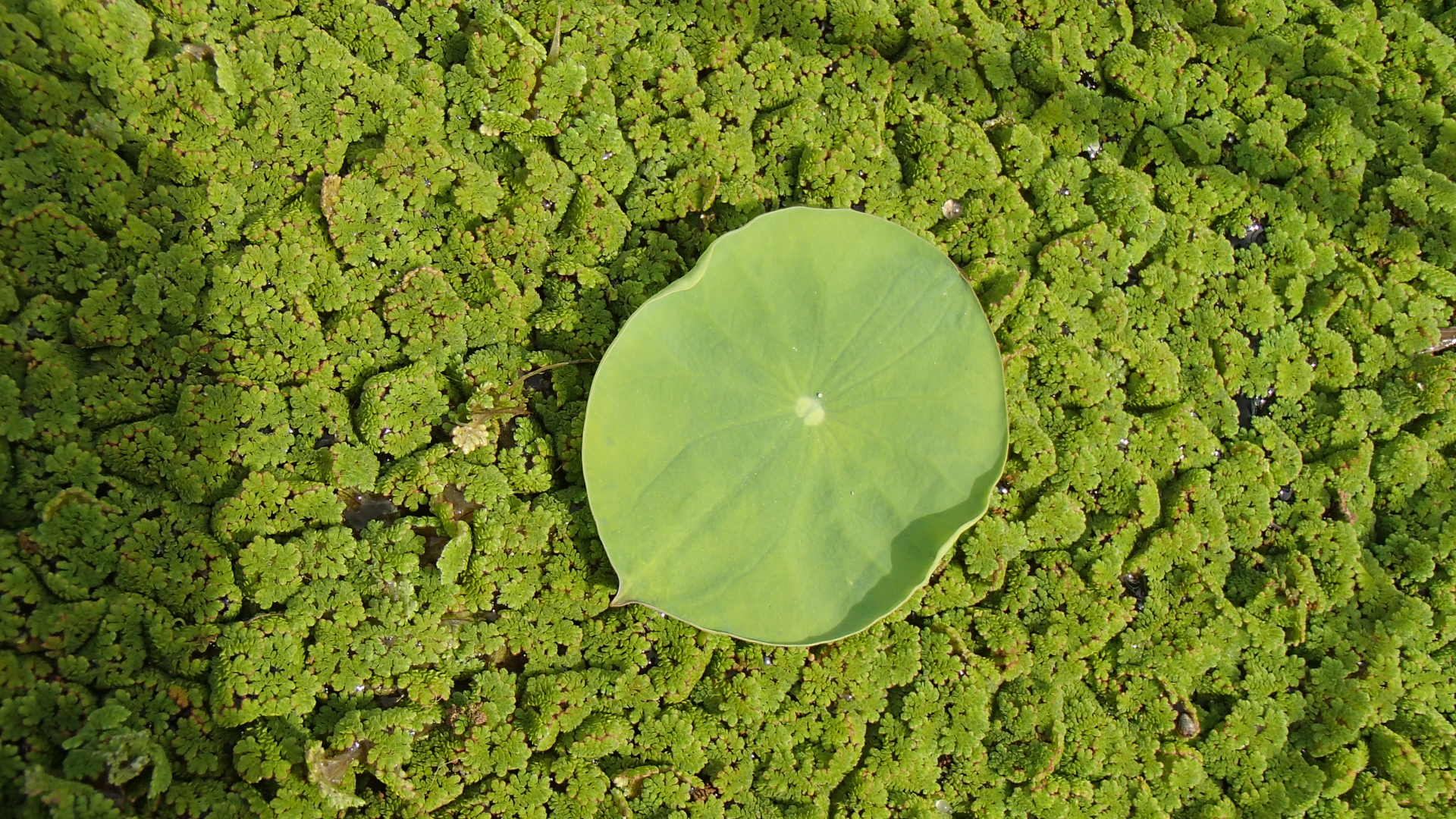 尺取虫 さなぎになり蛾になる そよ吹く 尺取虫 さなぎになり蛾になる そよ吹く