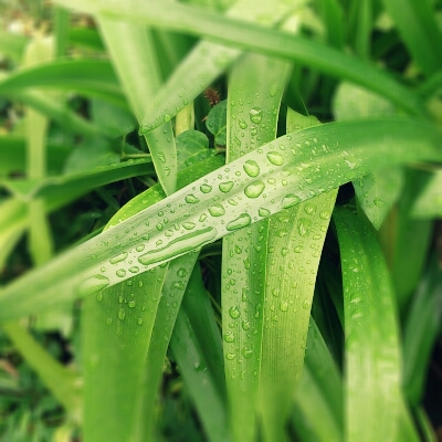 rain_c0198903_16173983.jpg