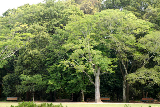 植物園 夏の花達4 山アジサイ_e0048413_21284272.jpg