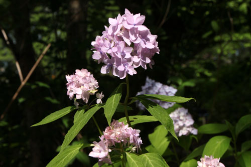 植物園 夏の花達4 山アジサイ_e0048413_21293924.jpg