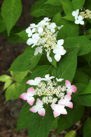植物園 夏の花達4 山アジサイ_e0048413_2133311.jpg