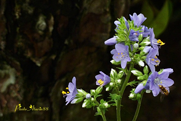 自然からの贈り物・・・・・花しのぶ_d0025414_15181391.jpg