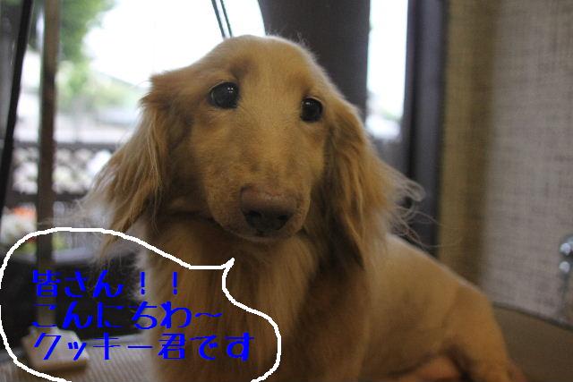 犬濯屋が。。。_b0130018_23193074.jpg