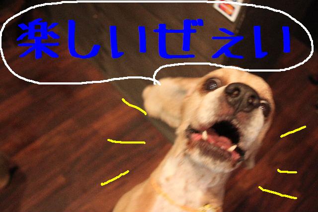 犬濯屋が。。。_b0130018_23221558.jpg