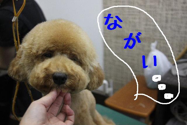 犬濯屋が。。。_b0130018_23241514.jpg