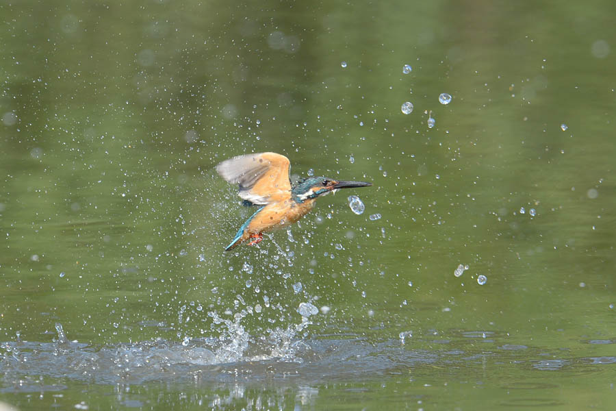 130609 池の水物とホバなど_c0278820_18123172.jpg