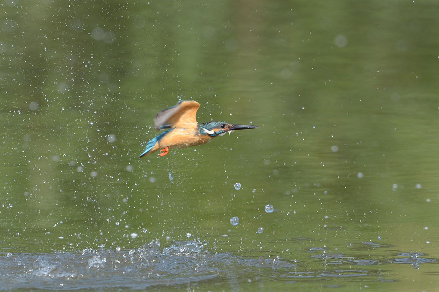 130609 池の水物とホバなど_c0278820_1813528.jpg