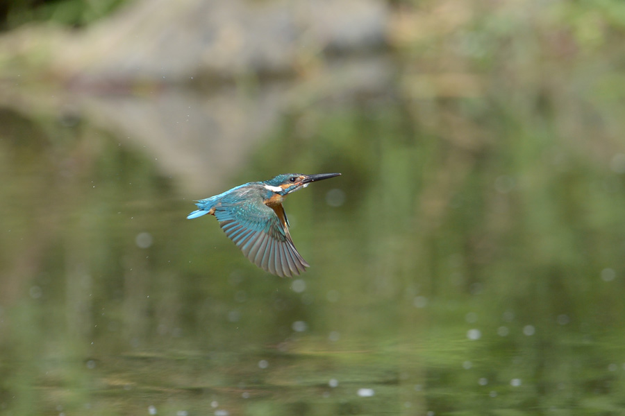 130609 池の水物とホバなど_c0278820_183132.jpg