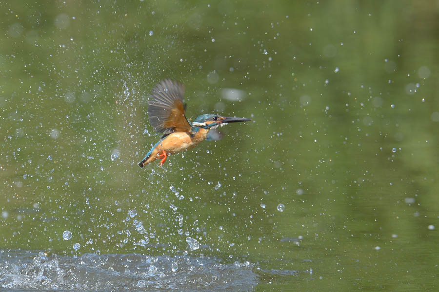 130609 池の水物とホバなど_c0278820_1864111.jpg