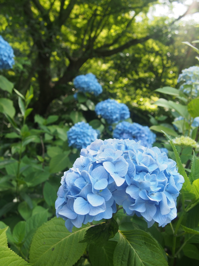 2013 6月　鎌倉(2) 明月院　紫陽花　その1_f0062122_10132100.jpg