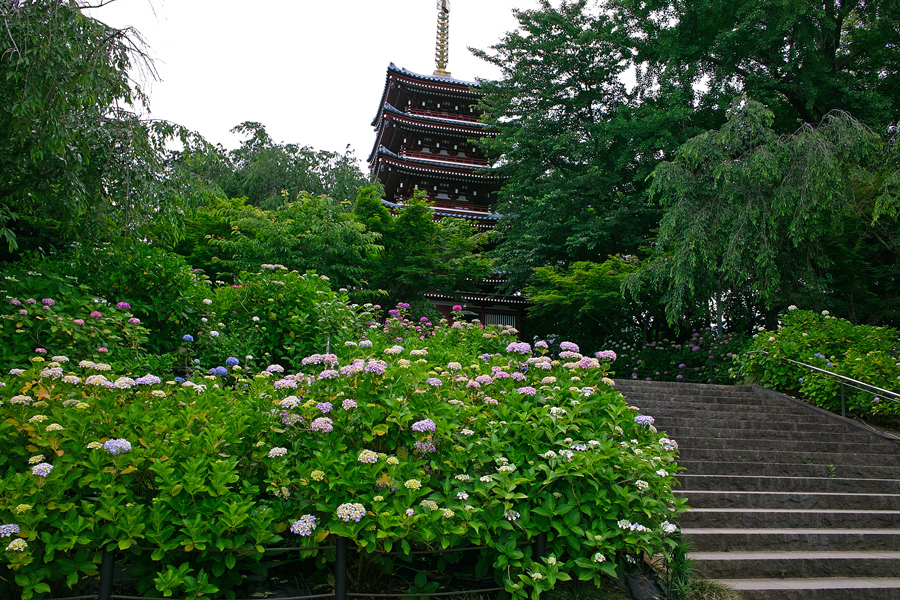 (2013速報）本土寺のあじさいはこれからが本番です！SIGMA DP３兄弟で巡る本土寺_c0223825_23405487.jpg