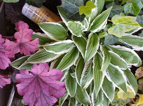 カラーリーフの寄せ植え2つと東南の庭の様子 : 小さな棲家