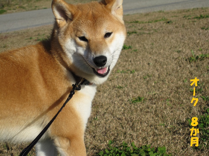 パピーの頃にしていた事_f0245650_9851.jpg