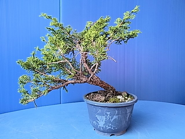 苗木真柏を盆栽に作る、、、実践編。 : bonsai英樹
