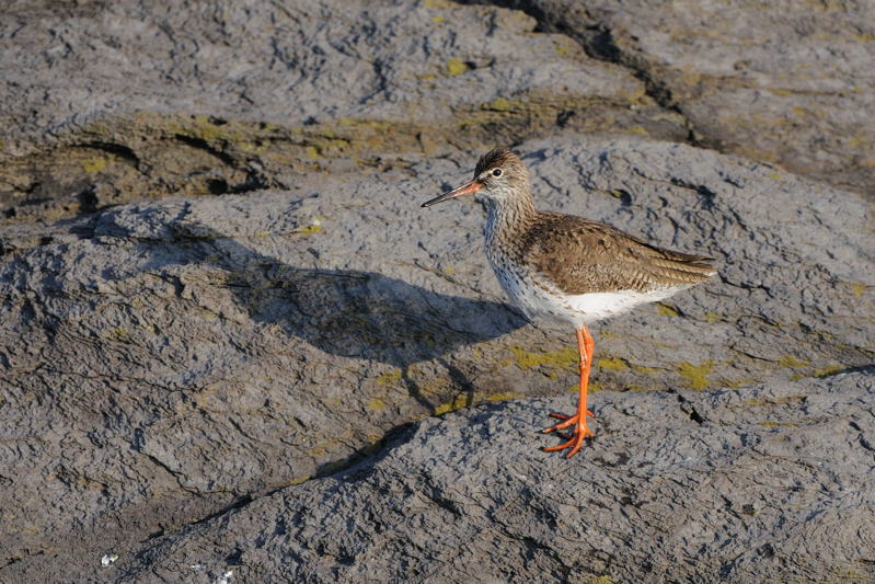 　　舳倉島にて（３）　カラシラサギ　チュウサギ　アカアシシギ_d0099854_0153580.jpg