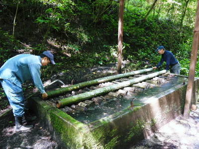 原木しいたけ 最旬!夏限定の「原木“生”しいたけ」の2つの発生操作 その2_a0254656_152734.jpg