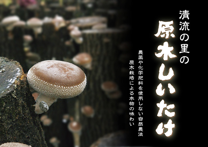 原木しいたけ 最旬!夏限定の「原木“生”しいたけ」の2つの発生操作 その2_a0254656_1547882.jpg