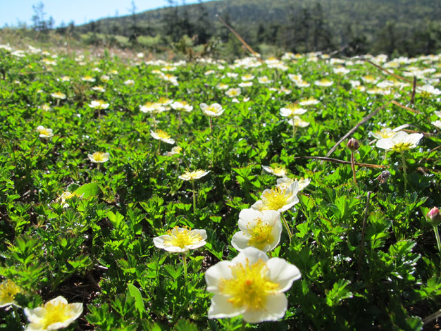 6月9日　南蔵王（刈田峠～不忘山）_c0116856_2213364.jpg