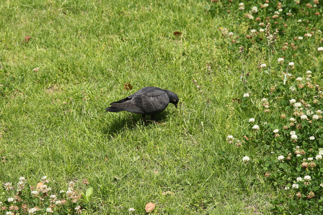 今度は黒い鳩 Fumufumu日記 今度は黒い鳩 Fumufumu日記