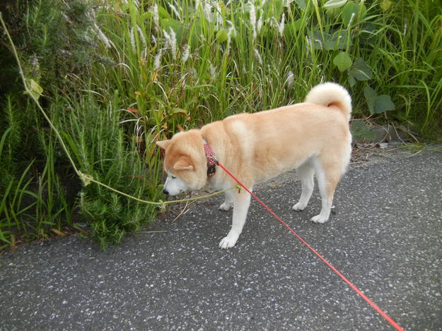 ’13,6,9(日)守谷海岸でリラックス!_f0060461_11144599.jpg
