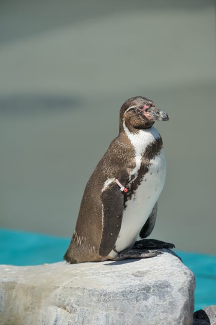 ペンギンの大地 : 蜜蜂的写真日記