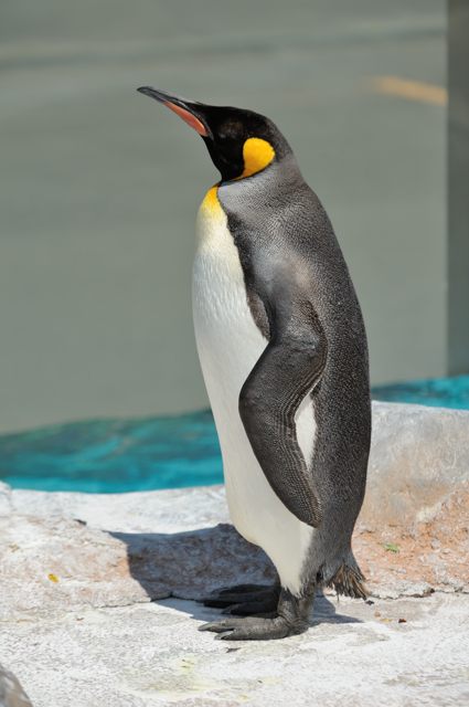 ペンギン キングペンギン 22 | HANSA