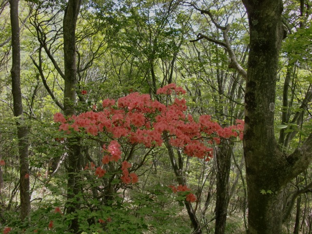 荒山高原ルート（赤城山）_d0010065_2250247.jpg