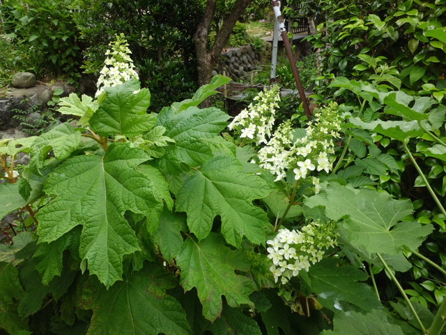 柏葉紫陽花～♪_d0233866_037594.jpg