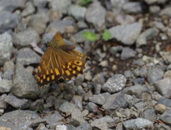 三ツ峠山に登る_e0167571_15503654.jpg
