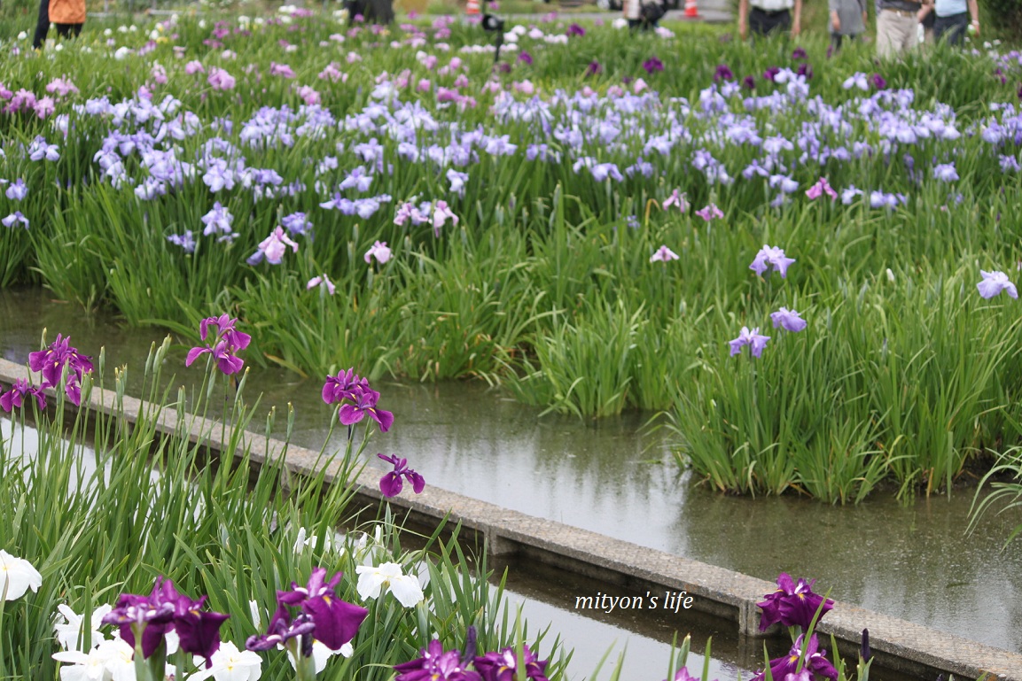 曽根城公園の菖蒲（´ｖ｀●）♪_e0283472_20375842.jpg