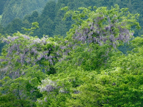 京都（十六）　　大原の里で咲く花_d0084473_19542129.jpg