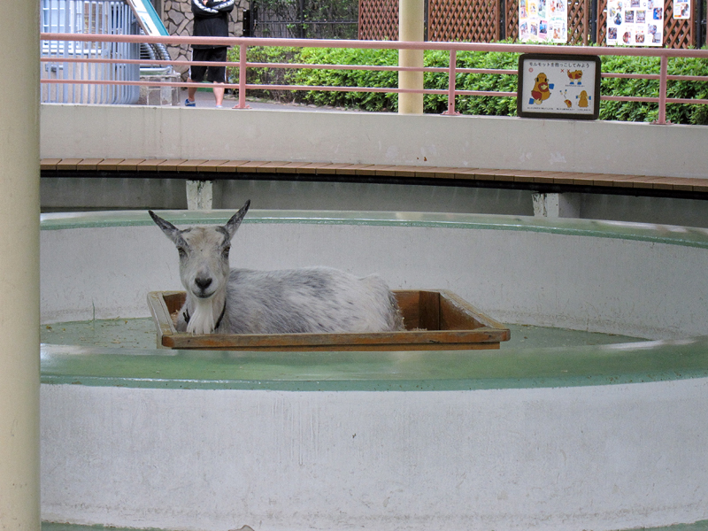 江戸川区自然動物園♪_e0228878_19554395.jpg